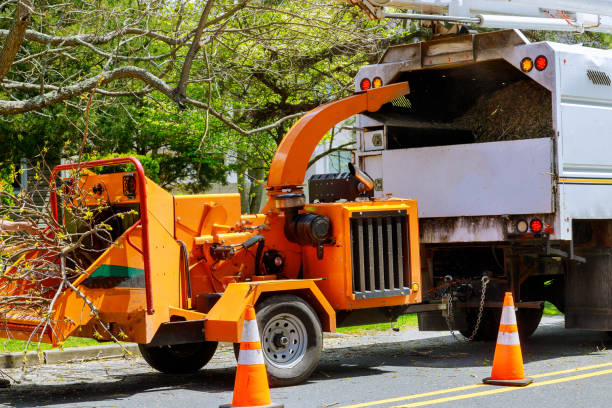 Professional Tree Removal in Rocky Point, WA