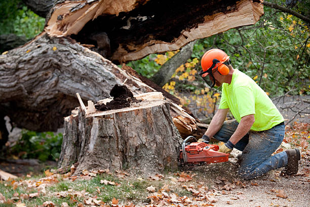 Best Fruit Tree Pruning  in Rocky Point, WA