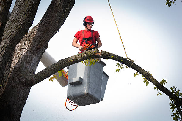 Best Tree Cabling and Bracing  in Rocky Point, WA