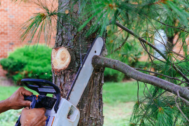 Best Palm Tree Trimming  in Rocky Point, WA
